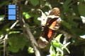 Scene_6e_ BlackrRed-white Heliconidae on flower